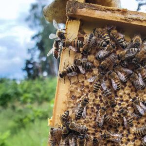 Bienenvolk erstellen Wunstorf