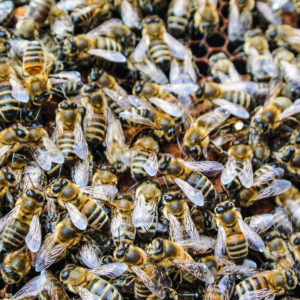 Bienenvolk hautnah Wunstorf