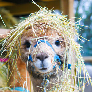 Alpaka Wanderung Walsrode