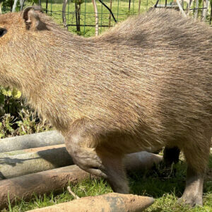Capybara streicheln Wulften