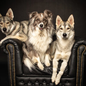 Hunde Fotoshooting Seevetal