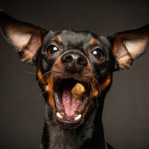 Hunde Fotoshooting Seevetal (Schnapp-Shooting)