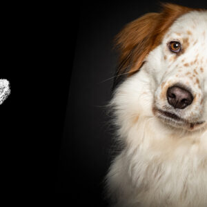 Pfotenabdruck Seevetal