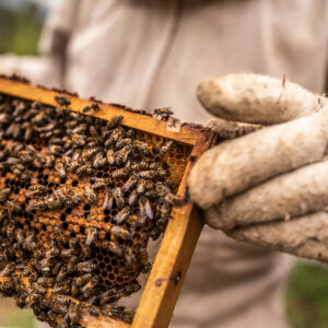 Besuch beim Imker mit Honig-Verkostung für 2