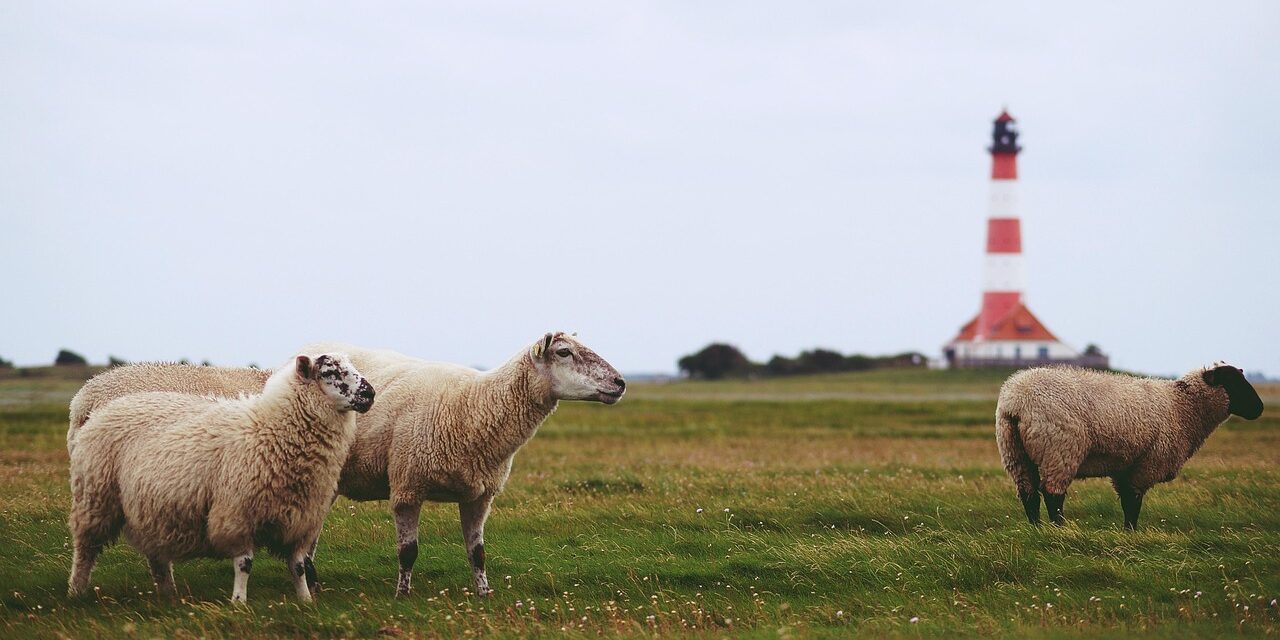 bundschatten-sheep-7039994_1280