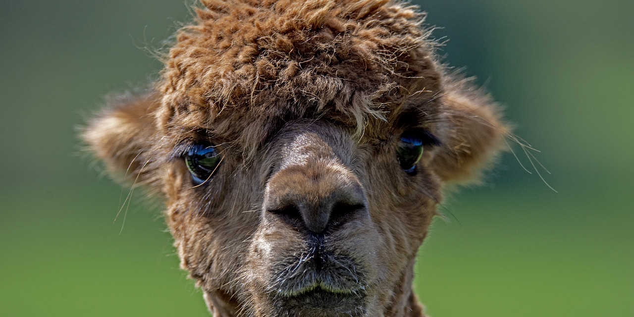 pinemarten-alpaca-8108043_1280