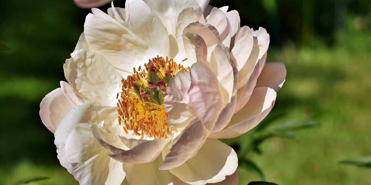 ralphs_fotos-peony-4263495_1280